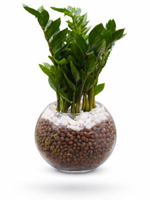 Hydroponic ZZ plant in glass bowl for indoor office and home decor