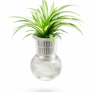 Hydroponic spider plant in glass vase – indoor air purifying plant Dubai