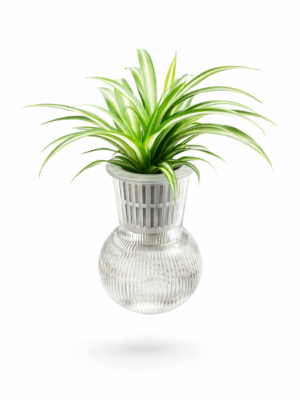Hydroponic spider plant in glass vase – indoor air purifying plant Dubai