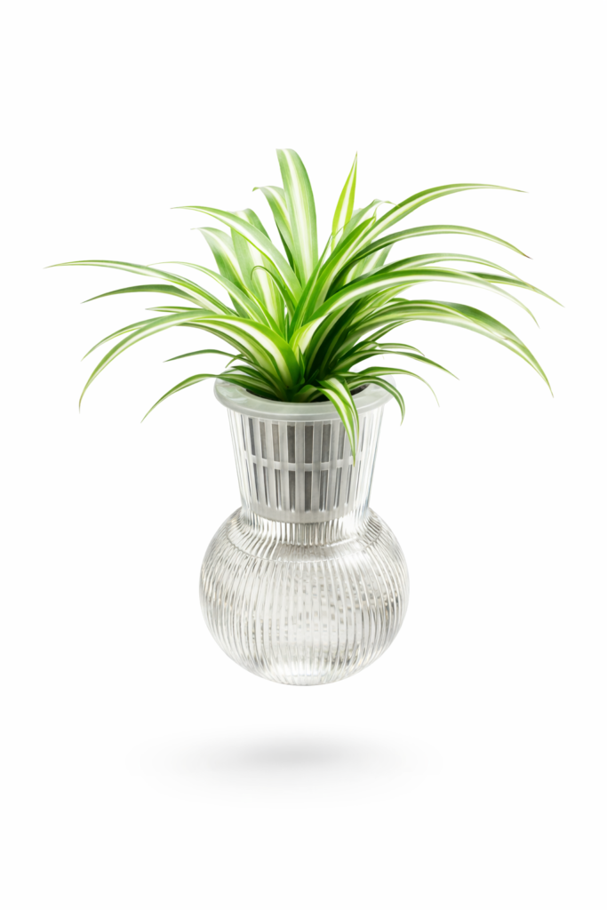 Hydroponic spider plant in glass vase – indoor air purifying plant Dubai