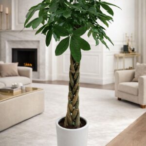 Pachira Aquatica (Money Tree) in white pot – luxury indoor plant for home and office delivery in Dubai and Sharjah UAE