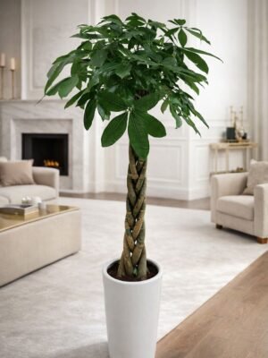 Pachira Aquatica (Money Tree) in white pot – luxury indoor plant for home and office delivery in Dubai and Sharjah UAE