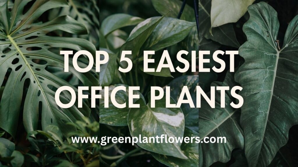 Top 5 easiest office plants in UAE for indoor spaces