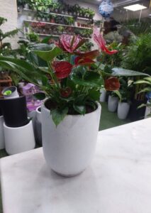Red Anthurium plant in white pot for sale
