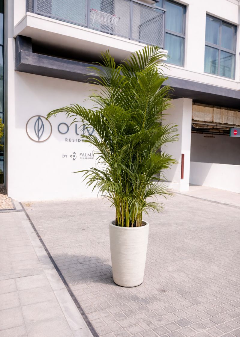 Areca Palm Plant for Home & Office | Indoor Air Purifying Plant in Dubai
