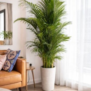 Areca palm indoor plant placed on floor in modern home interior Dubai
