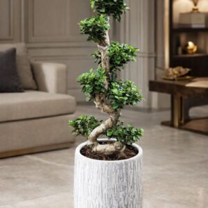 Bonsai tree best gift plant for home and office in UAE