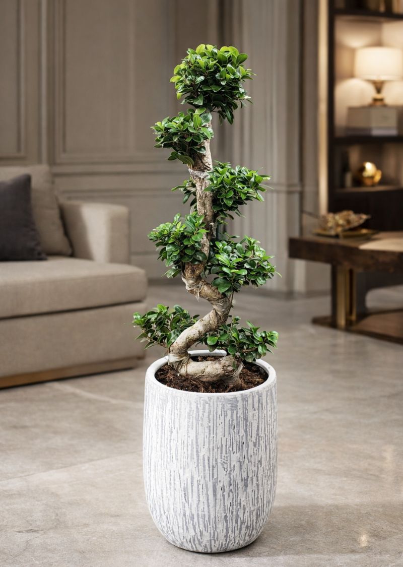 Bonsai tree best gift plant for home and office in UAE