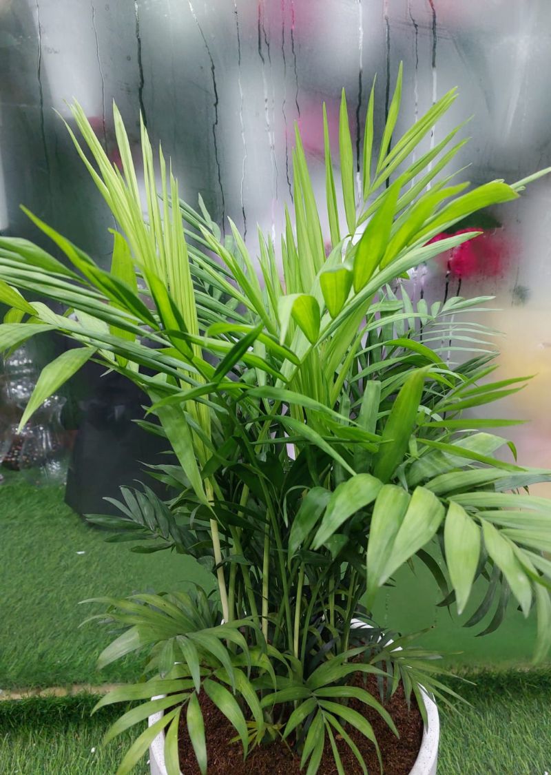 parlor palm, parlor palm plant, parlor palm indoor plant, chamaedorea elegans, indoor plants dubai, buy parlor palm dubai, low light indoor plants, office plants dubai, home decor plants, air purifying indoor plants, easy care plants, pet friendly indoor plants, indoor palm plant uae, plants for home dubai