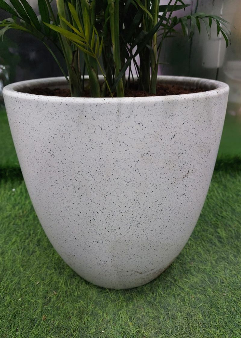 Parlor Palm Indoor Plant (Chamaedorea elegans) - Buy Online in Dubai - Image 4