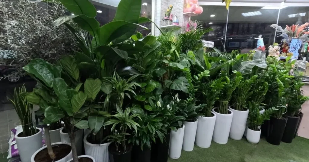 Event plant rental service in Dubai with free delivery and pickup