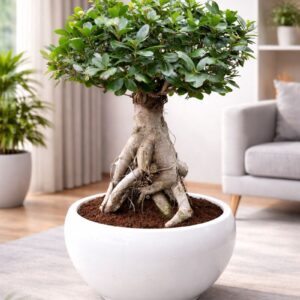 Ficus Ginseng Bonsai Plant in white ceramic pot for indoor home decor