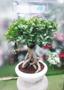 Ficus Ginseng Bonsai Plant in white ceramic pot for indoor home decor