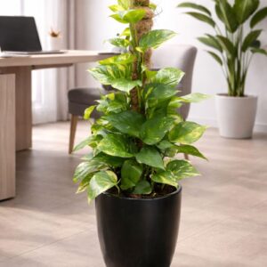 Golden Money Plant UAE with moss pole in black pot indoor office plant