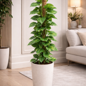 Golden Pothos Money Plant with moss pole for indoor home and office decor in Dubai