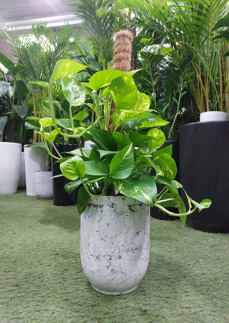Money plant indoor approx 80 cm height for home and office in Dubai
