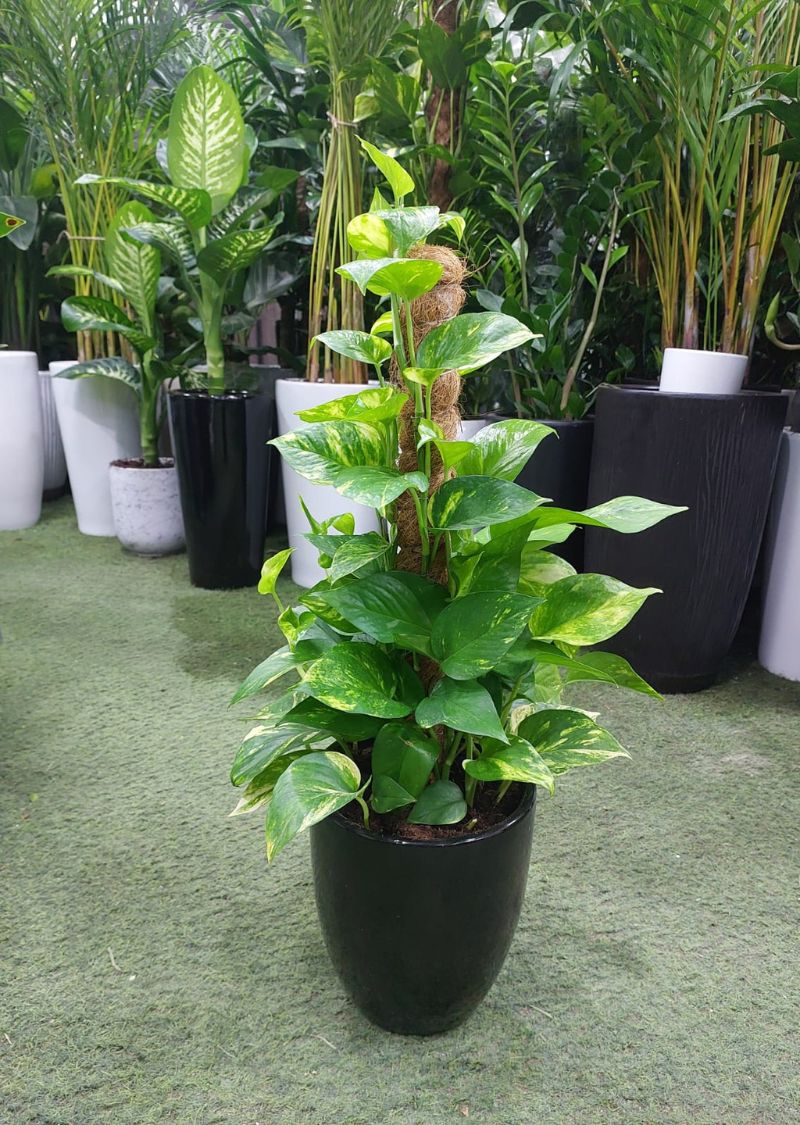 Golden Money Plant on Moss Pole – Indoor Plant UAE