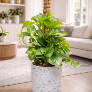 Money Plant indoor is on of the best option for beginner to start their plant loving journey.