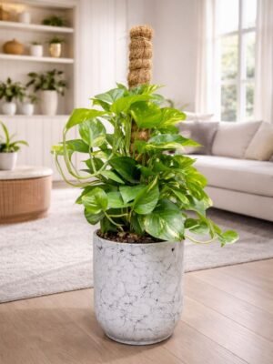 Money Plant indoor is on of the best option for beginner to start their plant loving journey.