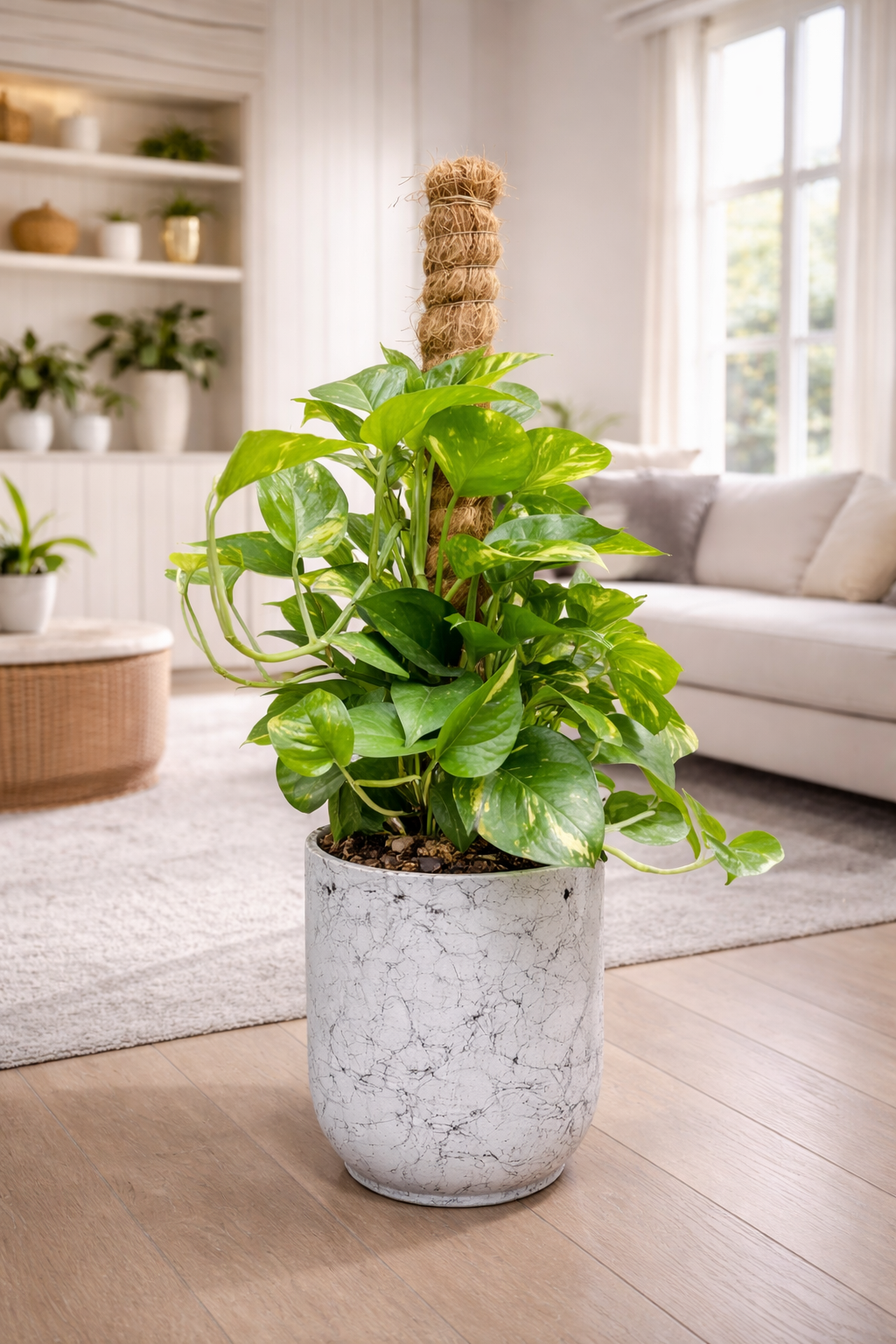 Money plant indoor plant approx 80 cm height for home and office in Dubai