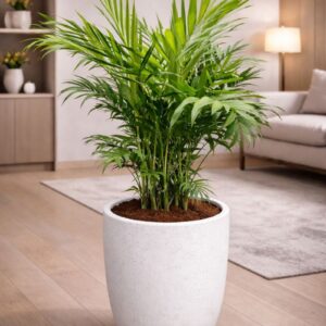 Parlor Palm indoor plant in pot for home and office in Dubai