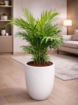 Parlor Palm indoor plant in pot for home and office in Dubai