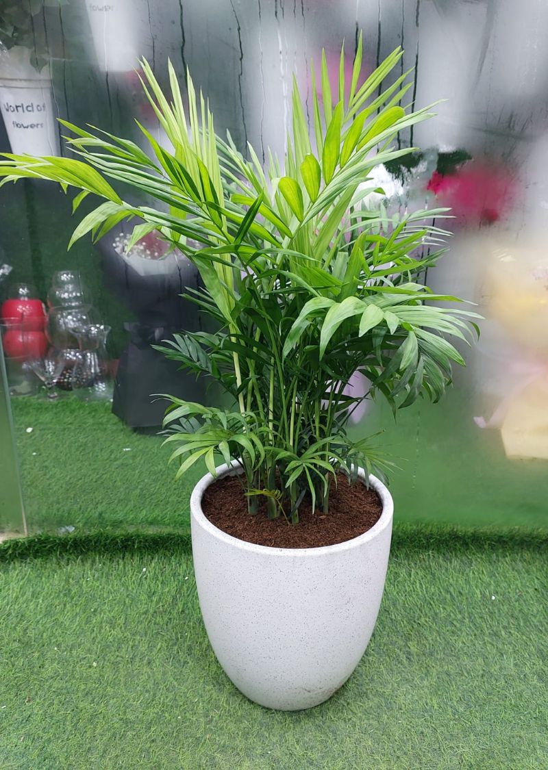 Parlor Palm indoor plant in pot for home and office in Dubai