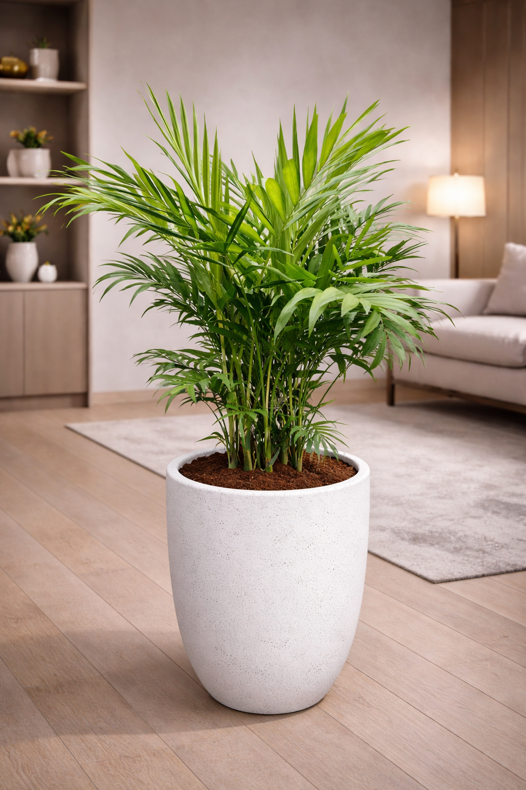 Parlor Palm indoor plant in pot for home and office in Dubai