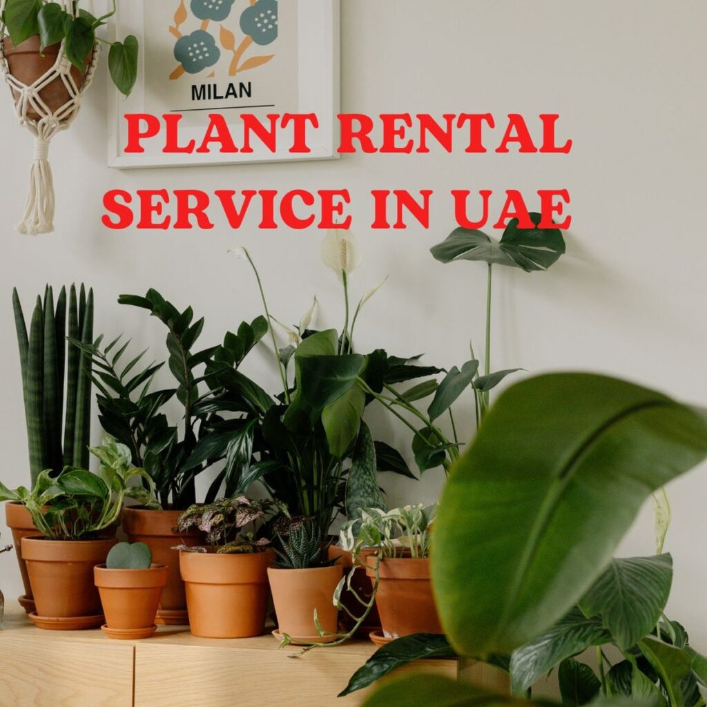 Plant Rental for Events in UAE - Delivery and Pickup Service