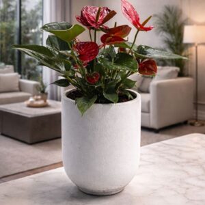 Red Anthurium plant in white pot for sale in UAE