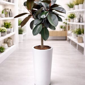 Rubber Plant Ficus Elastica in white pot for indoor home and office decor
