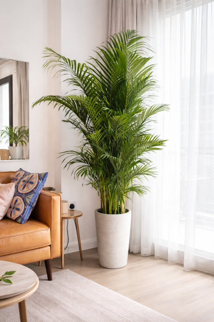 Areca palm tall indoor plants placed in living room corner in Dubai home