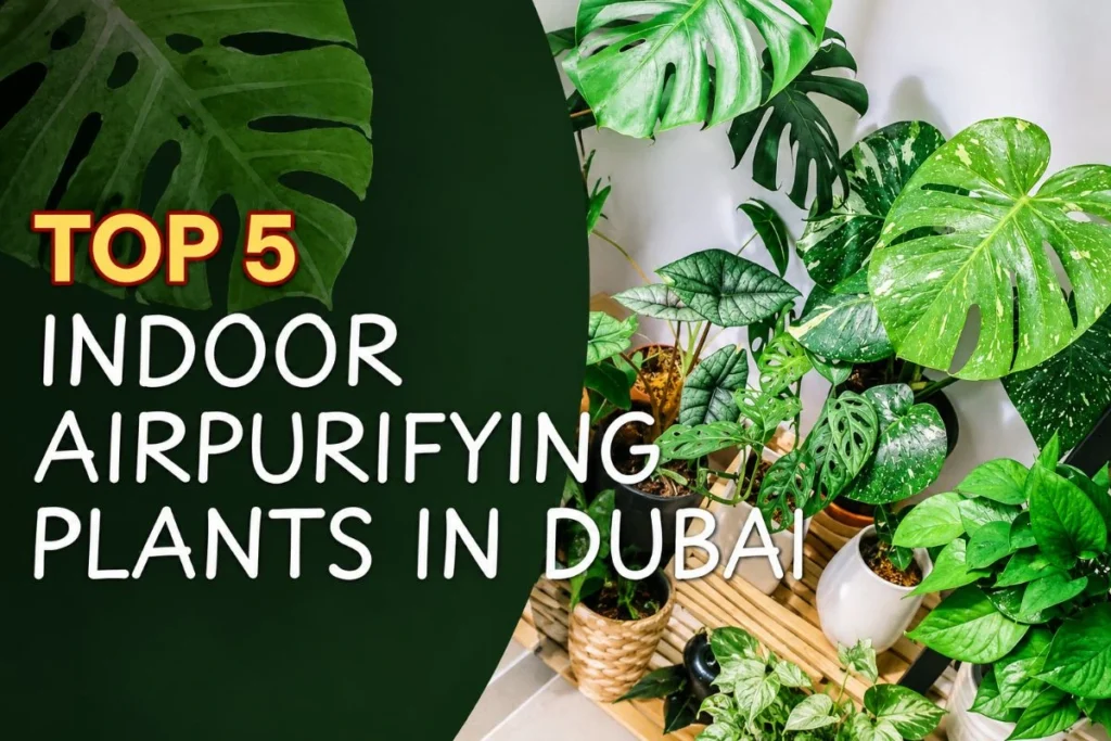 Top 5 air purifying indoor plants for homes and offices in Dubai