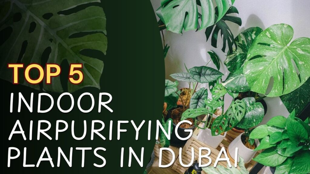 Top 5 air purifying indoor plants in Dubai for clean and healthy homes