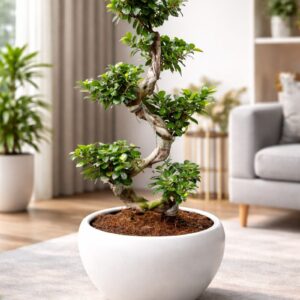 twisted bonsai plant in white ceramic pot for modern indoor decor.