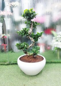 twisted bonsai plant in white ceramic pot for modern indoor decor