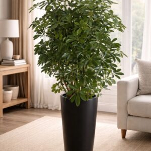 Elegant decorative indoor umbrella plant perfect for homes and offices. Fast delivery in Dubai and Sharjah.