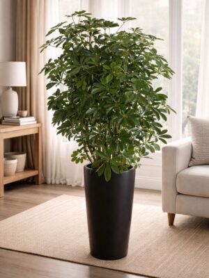 Elegant decorative indoor umbrella plant perfect for homes and offices. Fast delivery in Dubai and Sharjah.