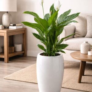 Premium indoor flowering peace lily plant with white blooms and green leaves