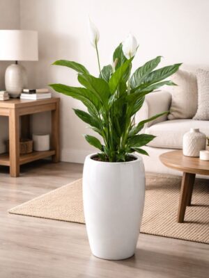Premium indoor flowering peace lily plant with white blooms and green leaves