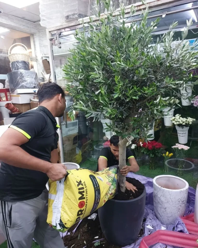 Indoor olive tree installation service in UAE luxury home setting