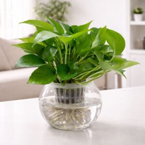 Indoor water money plant in glass bowl hydroponic plant Dubai