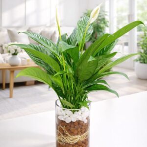 Indoor water peace lily plant in glass vase hydroponic system