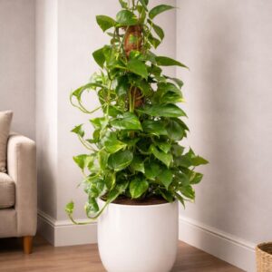 Large indoor money plant with moss pole in white planter for sale in UAE