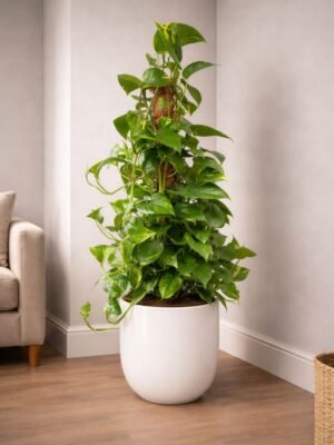 Large indoor money plant with moss pole in white planter for sale in UAE