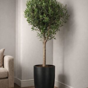 180cm indoor olive tree in black planter for sale in UAE