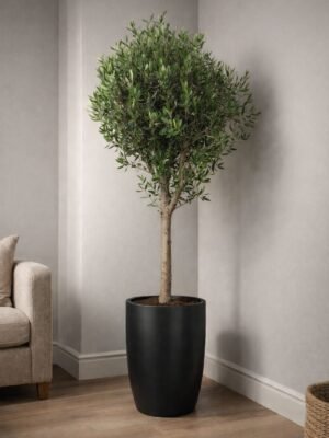 180cm indoor olive tree in black planter for sale in UAE