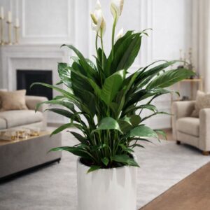 Indoor flowering Peace lily plant in ceramic pot Dubai