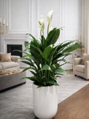 Indoor flowering Peace lily plant in ceramic pot Dubai