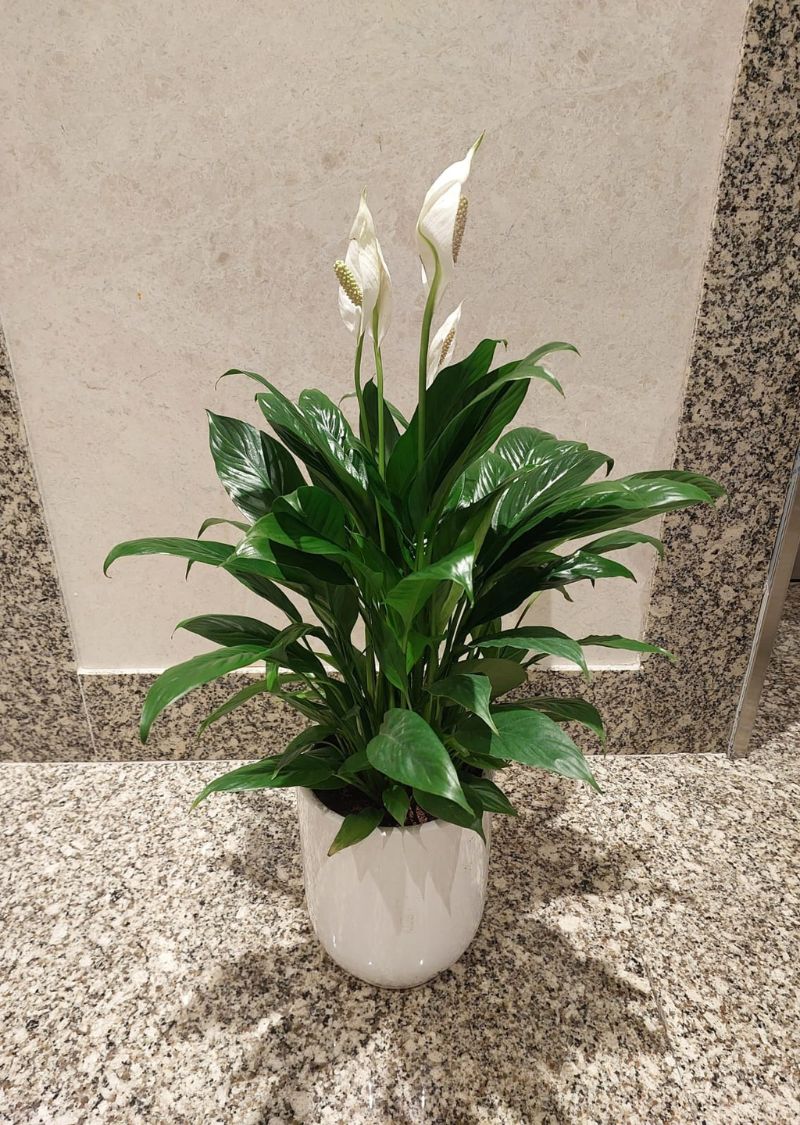 Peace lily indoor flowering plant in ceramic pot Dubai